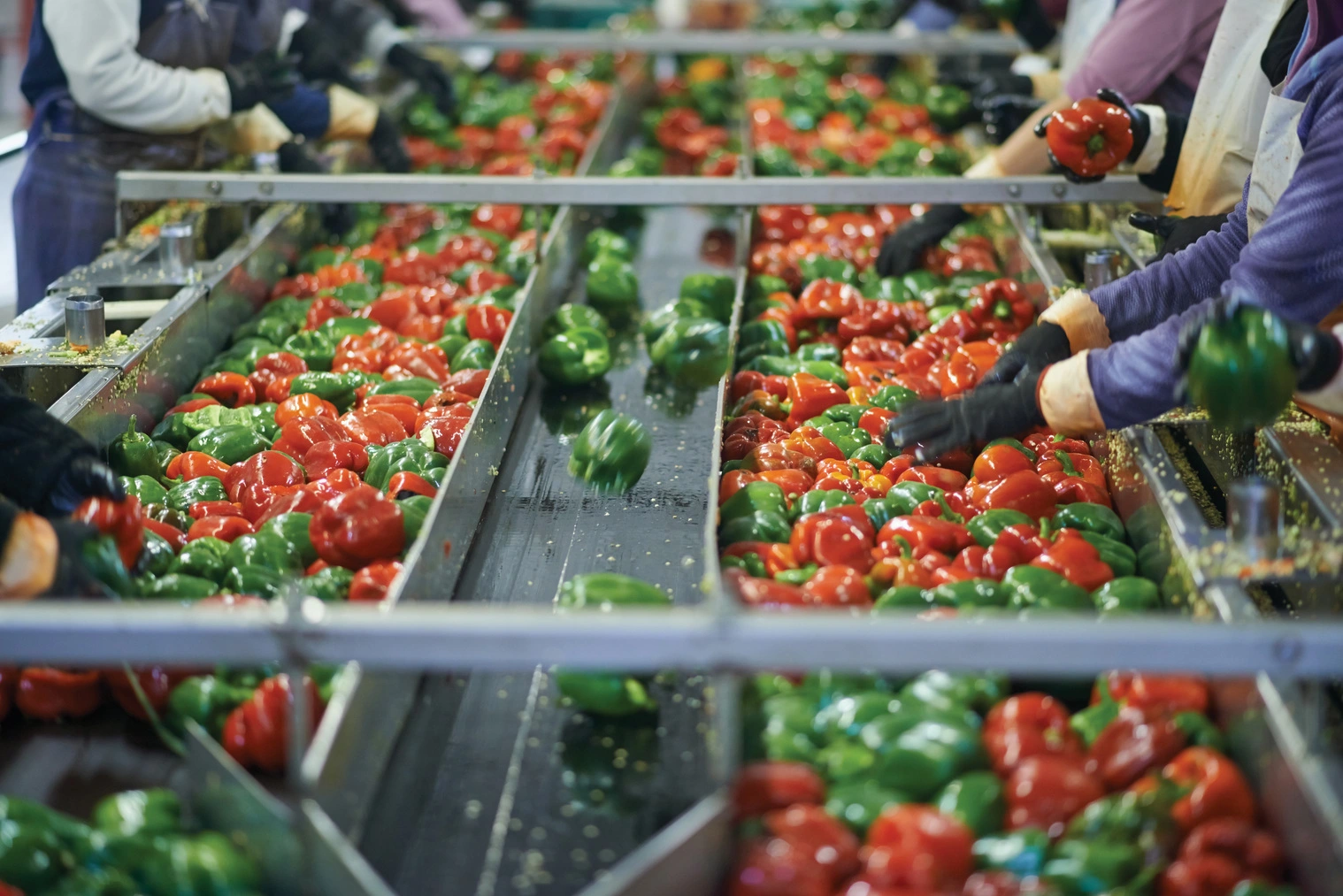 Food plant air purification system